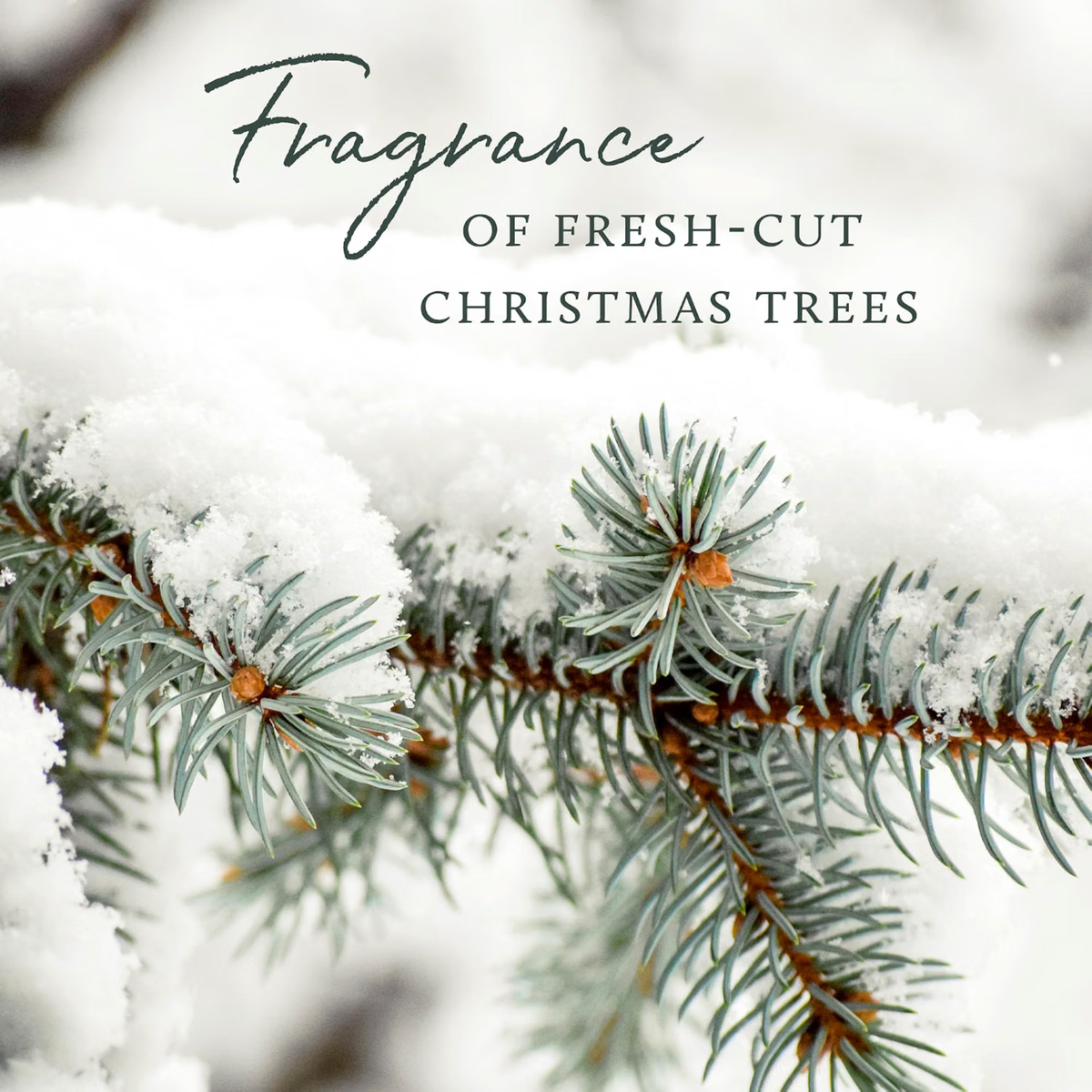 Thymes Frasier Fir Pine Needle Candle | Crisp Siberian Fir, Cedarwood & Sandalwood