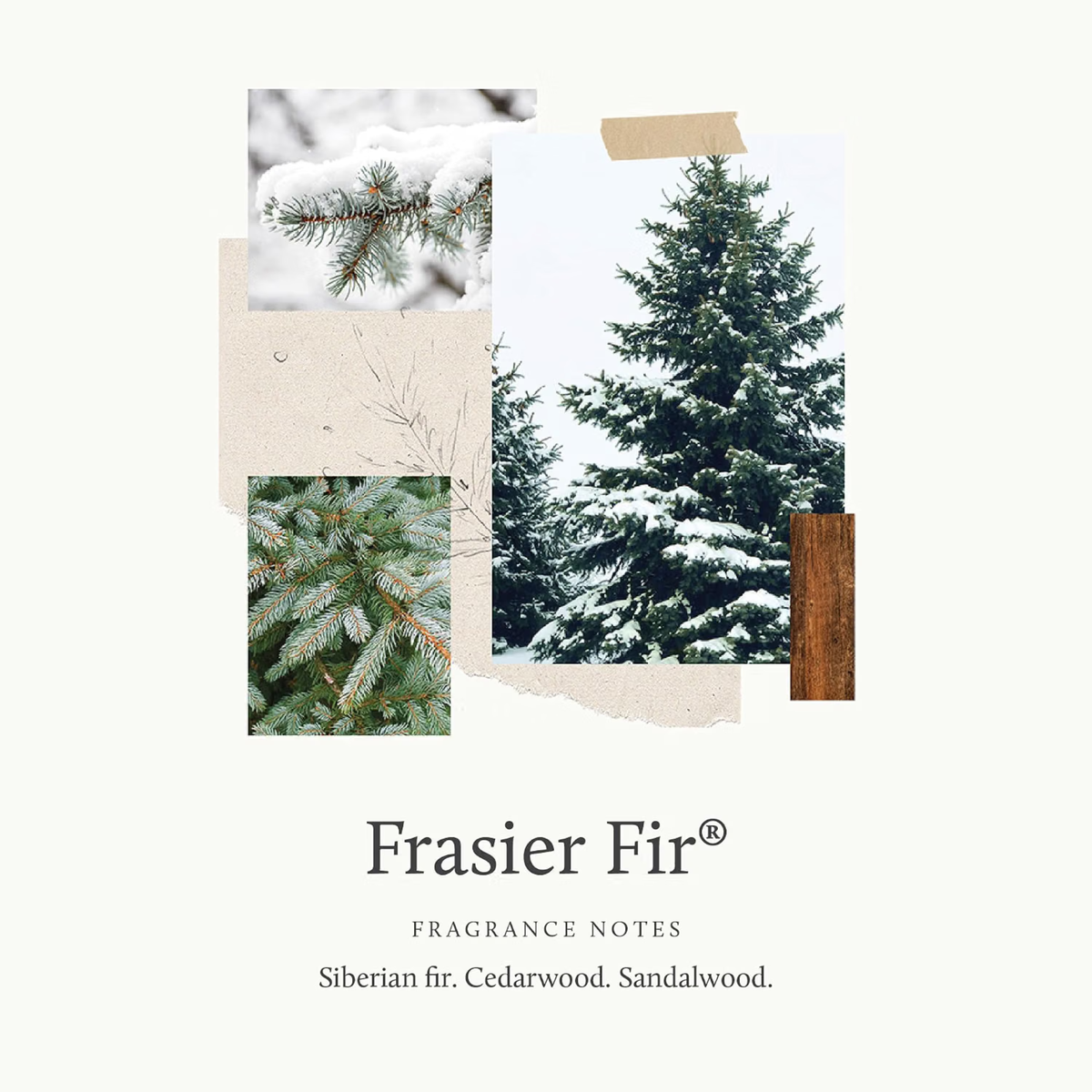 Thymes Frasier Fir Pine Needle Candle | Crisp Siberian Fir, Cedarwood & Sandalwood