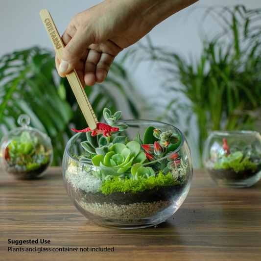 Cute Farms DIY Terrarium Succulent Kit