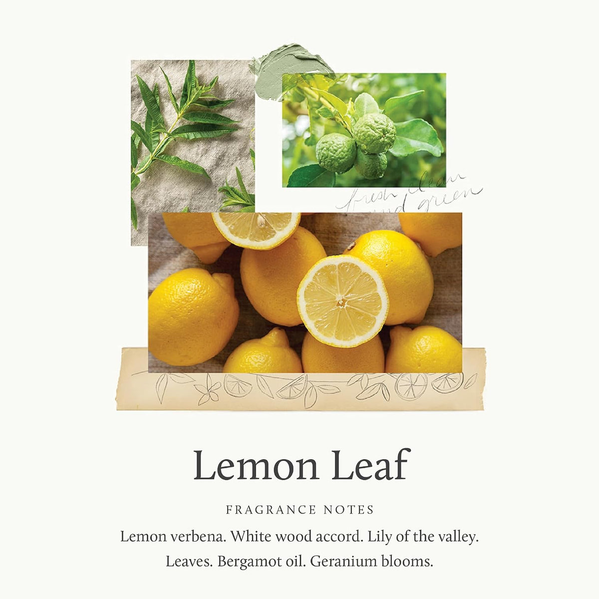 Thymes x PURA Smart Home Plug-in Diffuser Refills | Pack of 2